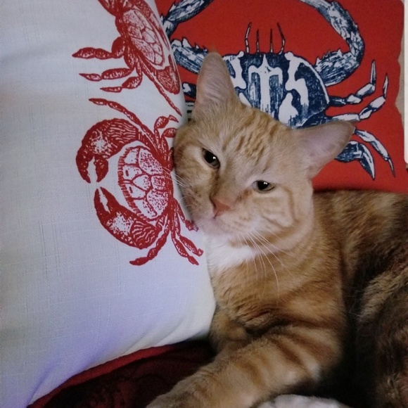 Meet your Posher, MissCrabbyPants - Picture 2 of 8